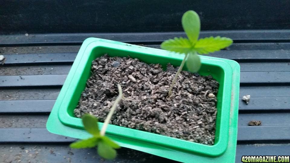 Mendo Madness seedling