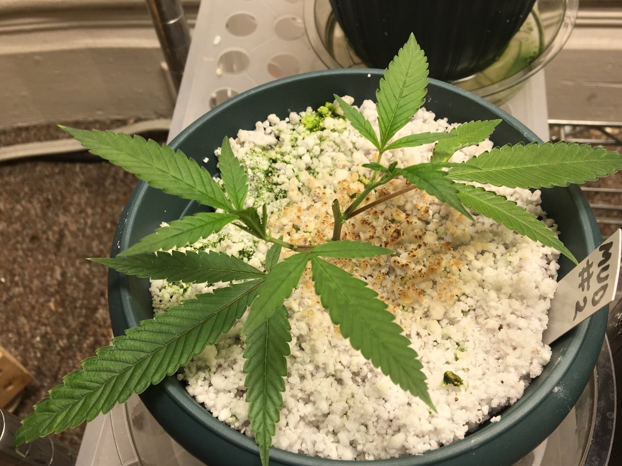 Mendocino Underdog #2 (Day 10)