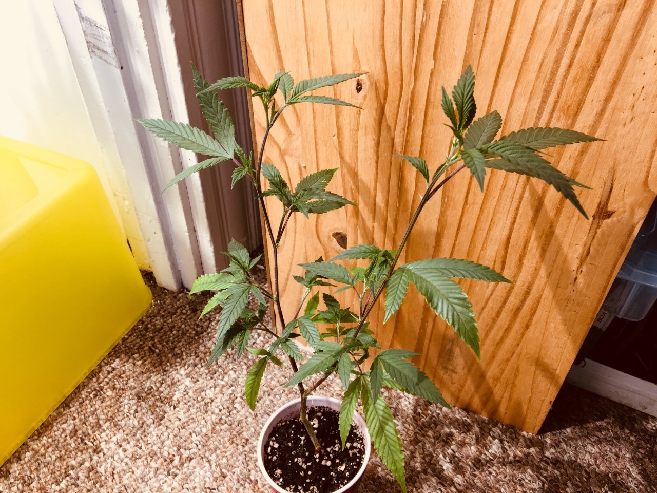 Mendocino Underdog #2 (Day 48)