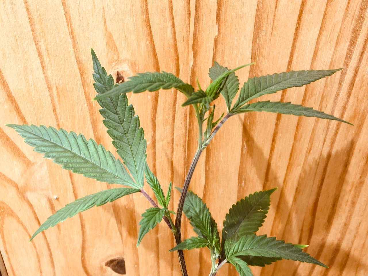 Mendocino Underdog #2 (Day 48)