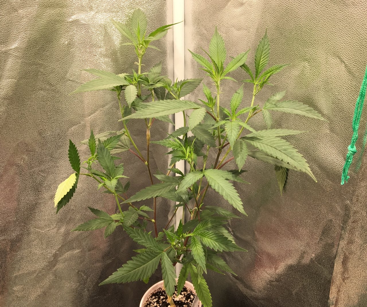 Mendocino Underdog #2 (Day 57, flip + 4)