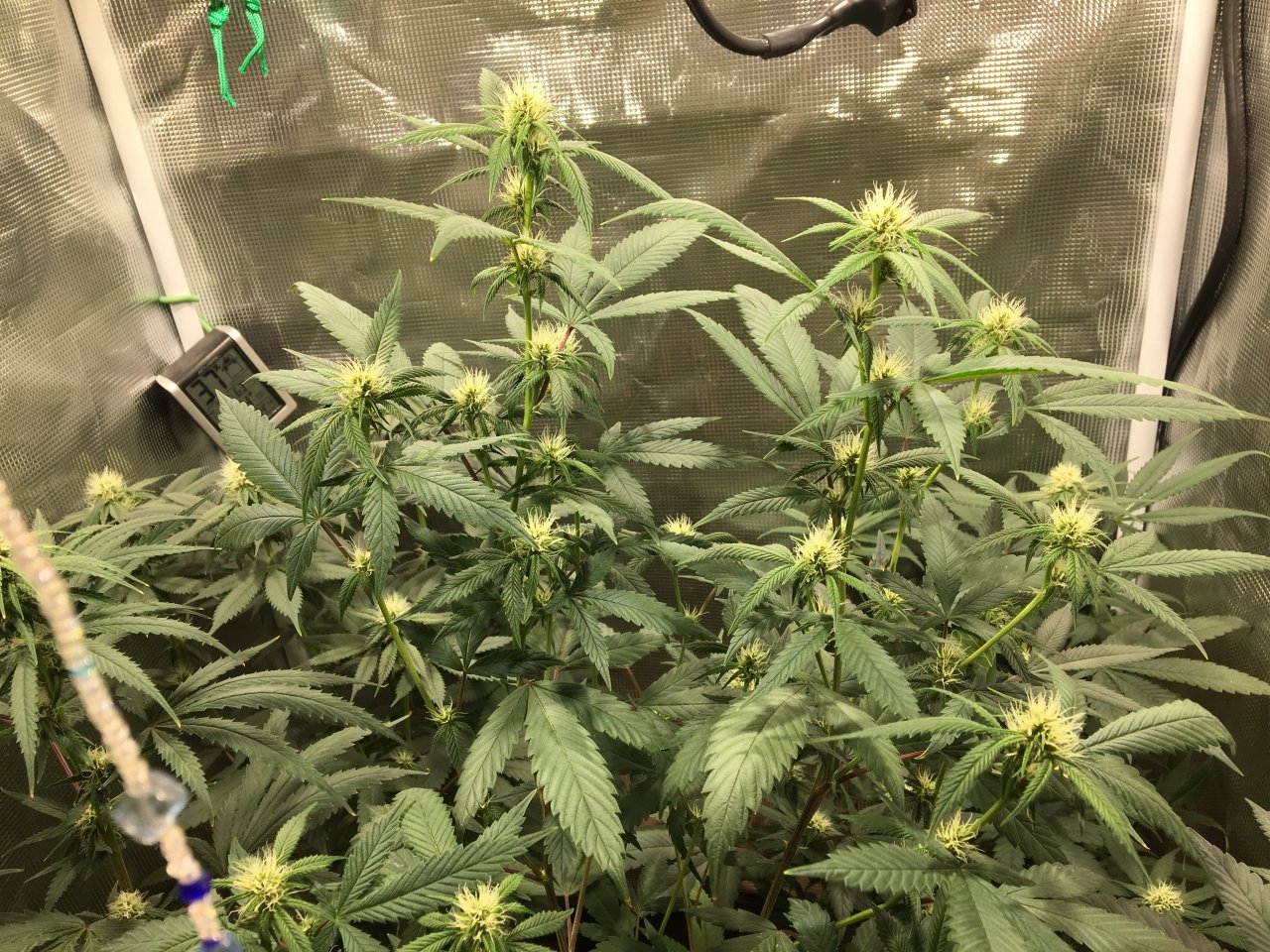 Mendocino Underdog # 2 (Day 71, flip + 18)