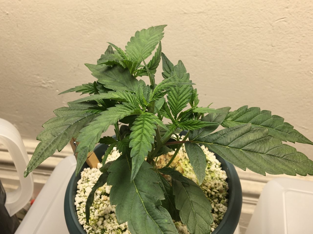 Mendocino Underdog (Day 21)