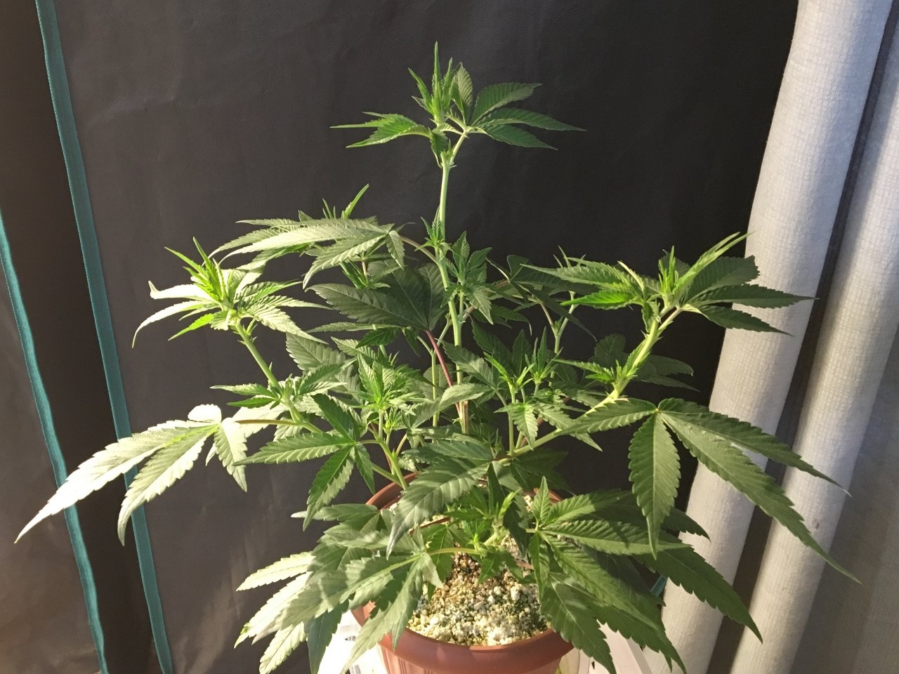 Mendocino Underdog (Day 35, flip + 6)