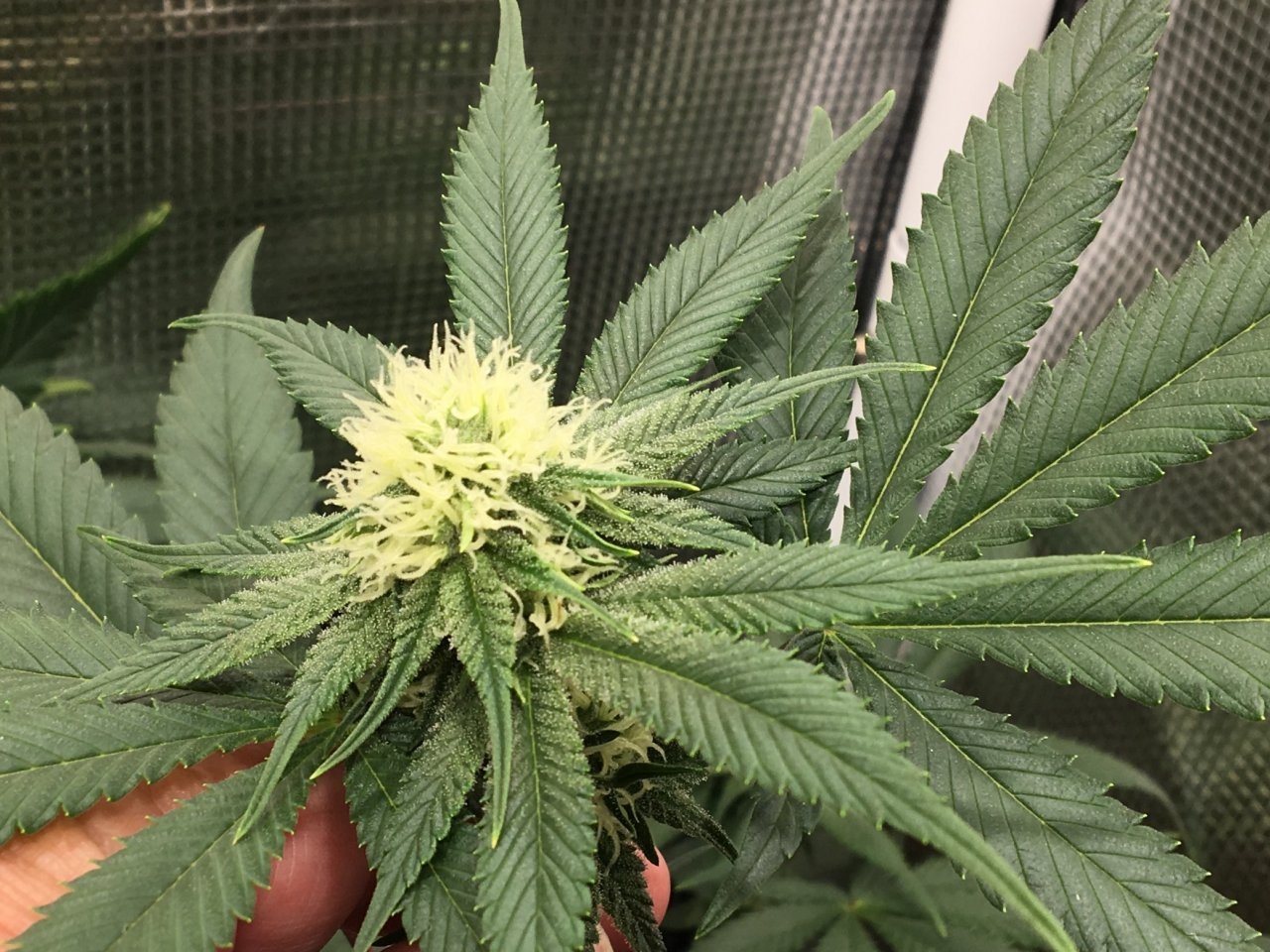 Mendocino Underdog (Day 47, flip + 18)