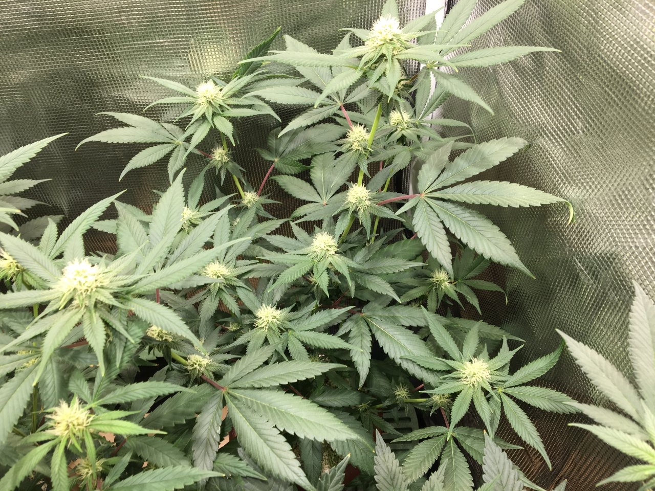 Mendocino Underdog (Day 47, flip + 18)