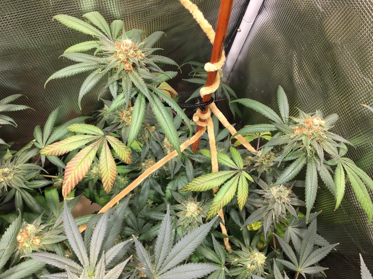 Mendocino Underdog (Day 68, flip + 39)