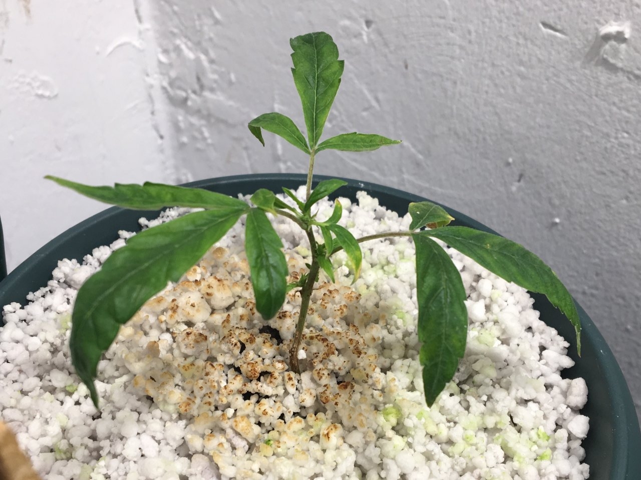 Mendocino Underdog (Day 7)