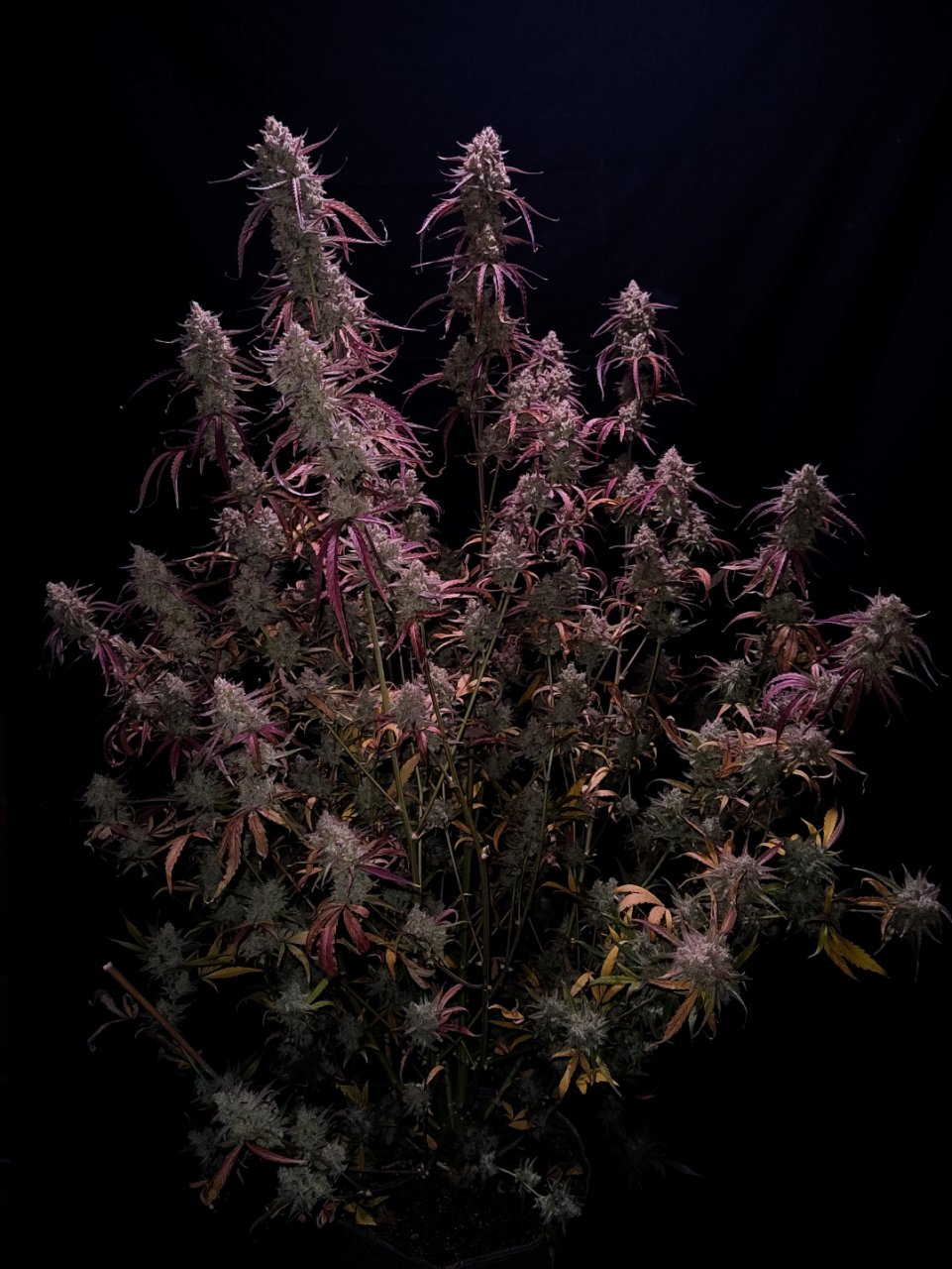 Mephisto Genetics, Dosidelirium