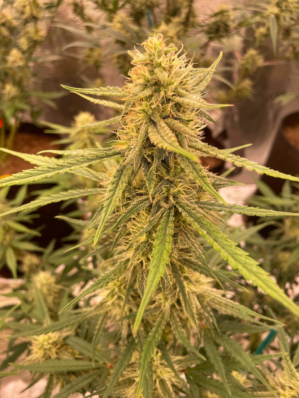 Mephisto Genetics Flower Shot