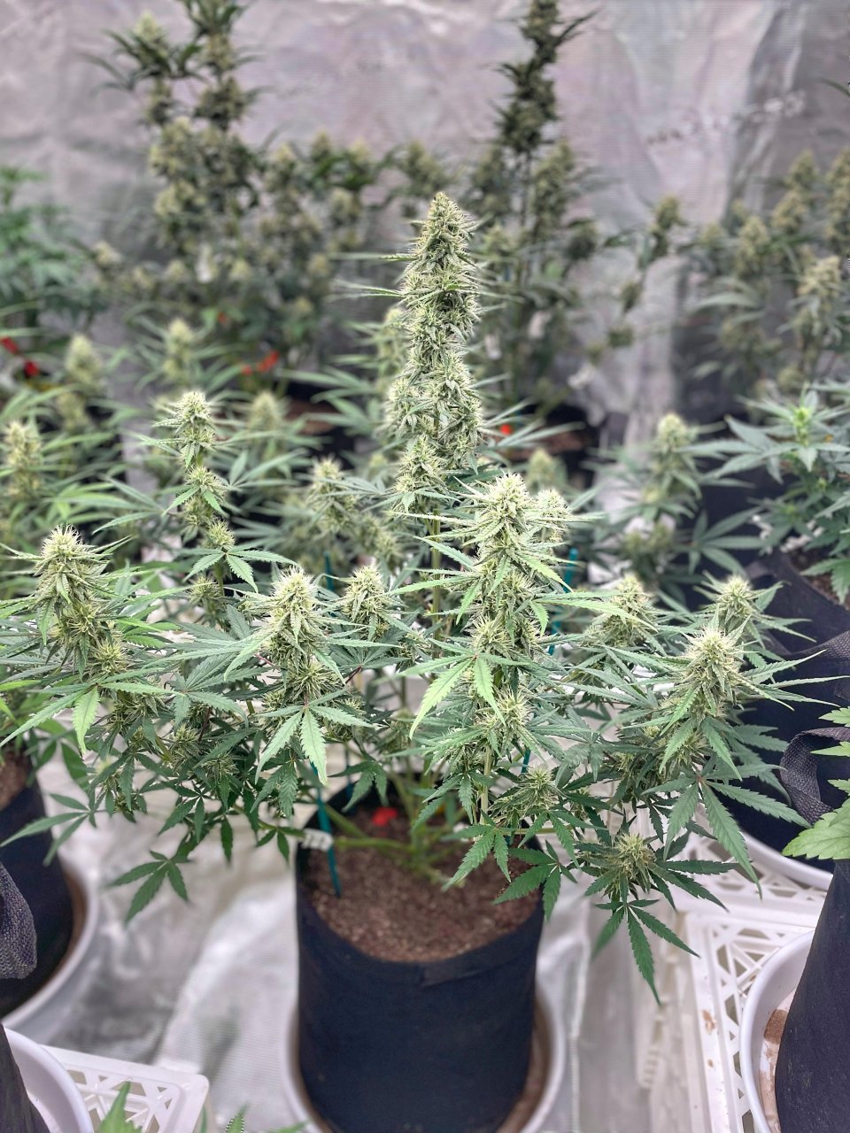 Mephisto Genetics