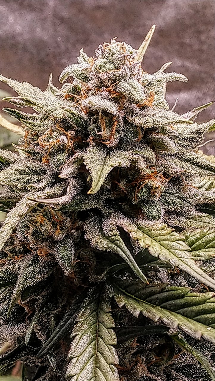 Mephisto, Sour Crack