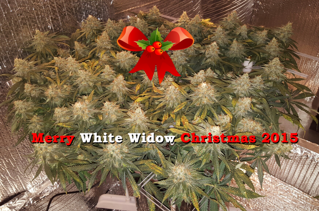 Merry White Widow Christmas