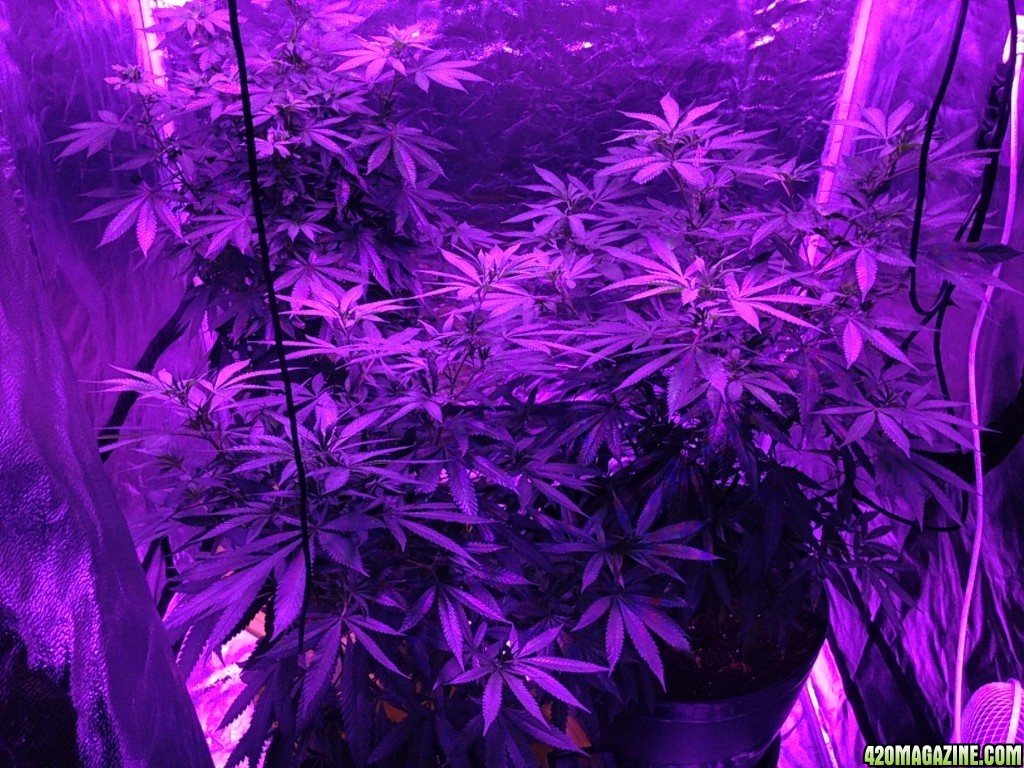 Method Seven LED Grow Glasses