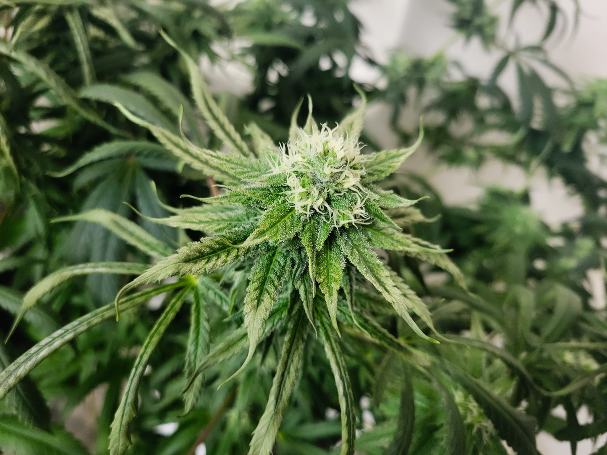 MEVOOP Day 92 (Flower 31)