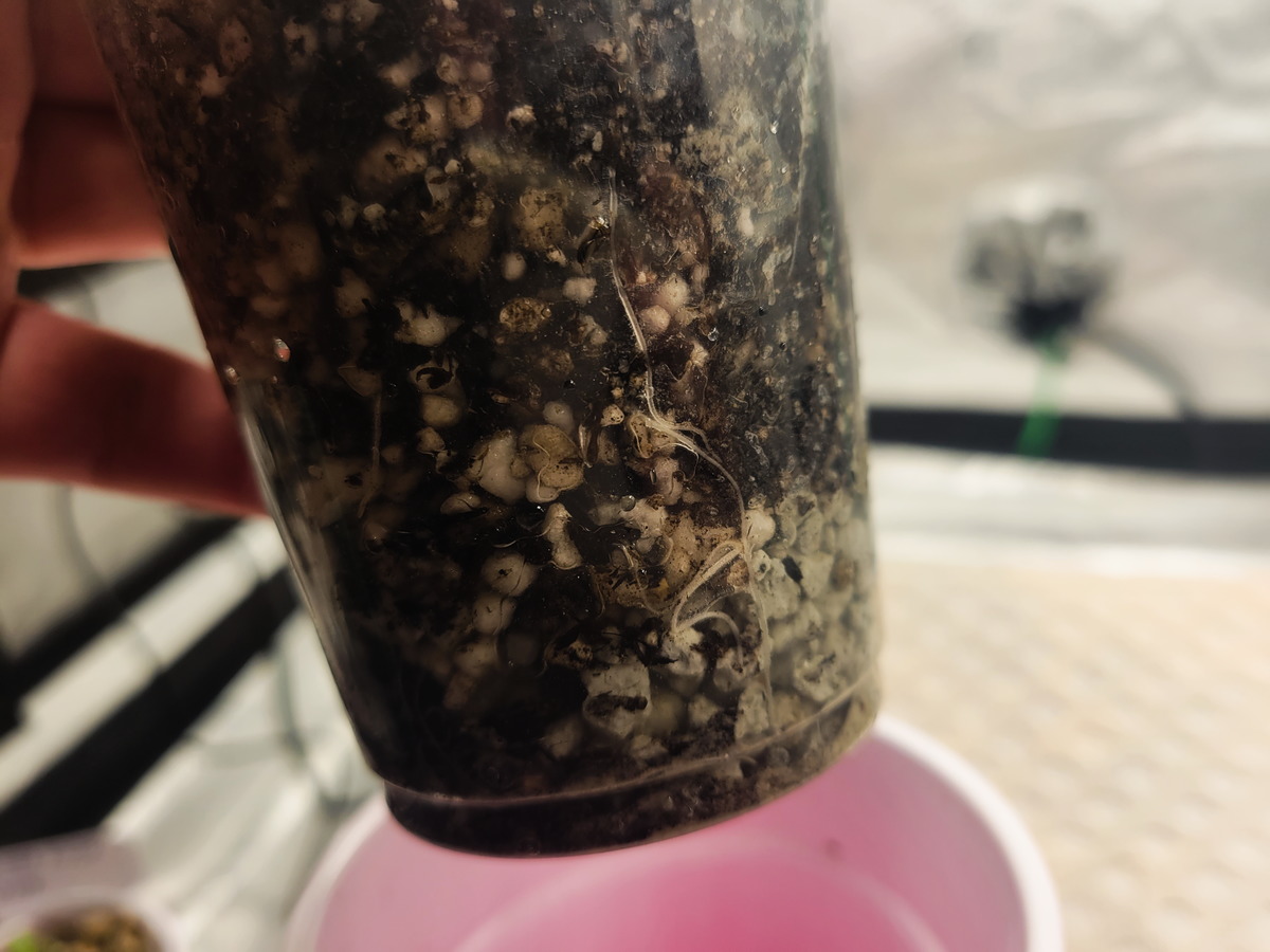 MEVOOP Roots Day 8