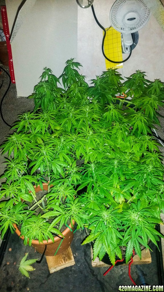 Mexican sativa, Topped and LST