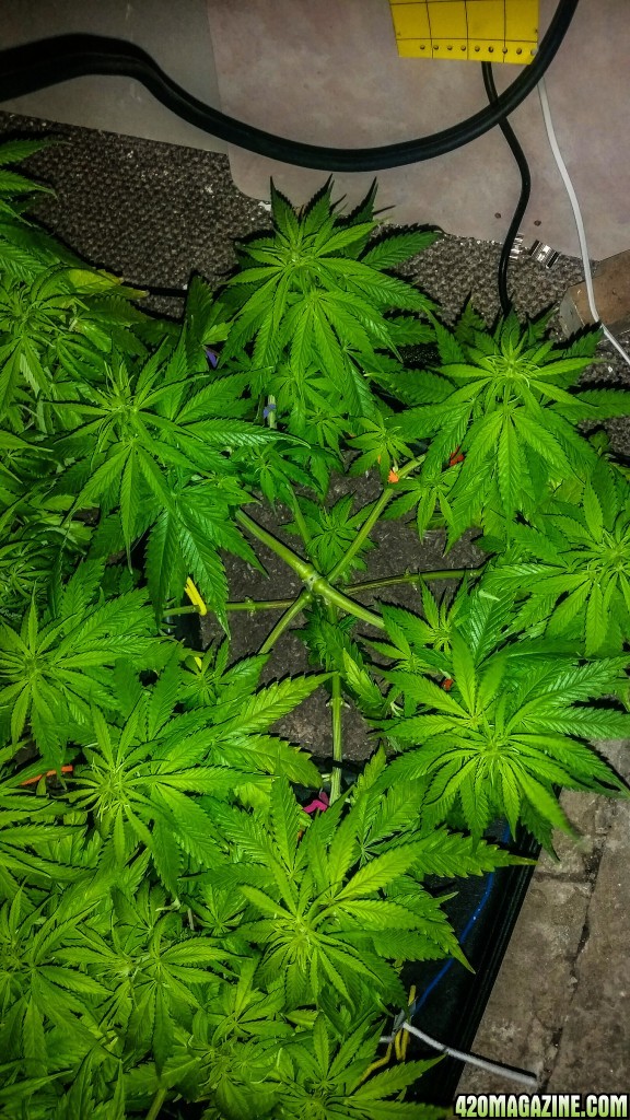 Mexican sativa, Topped and LST