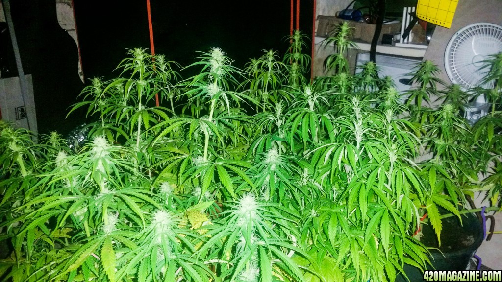 Mexican sativa, Topped and LST