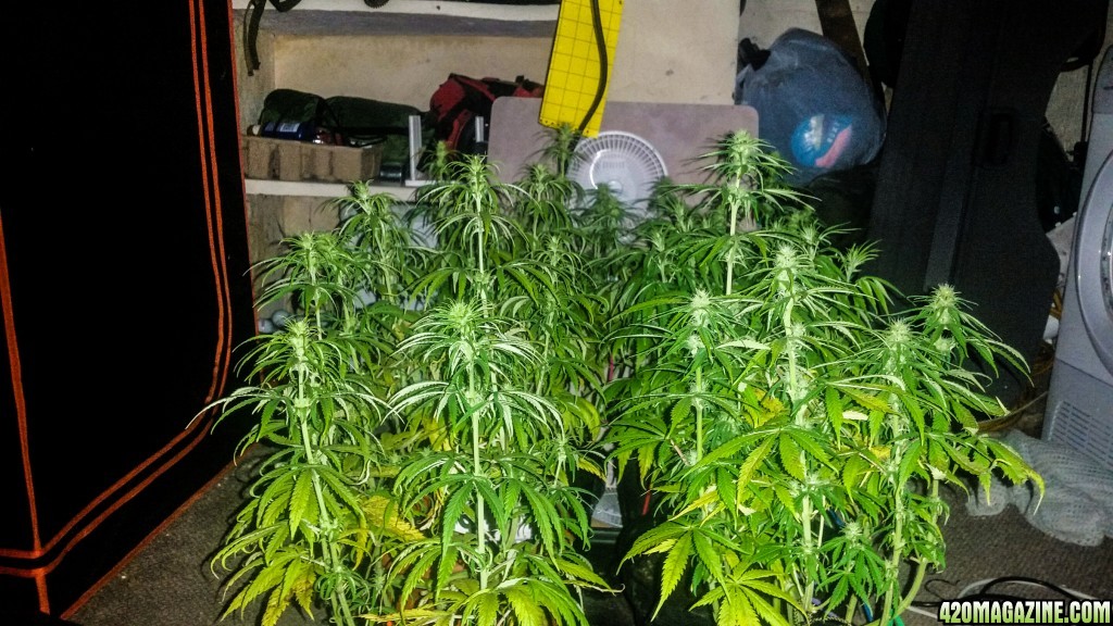 Mexican sativa, Topped and LST