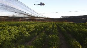 mexico-marijuana-farm-baja-california