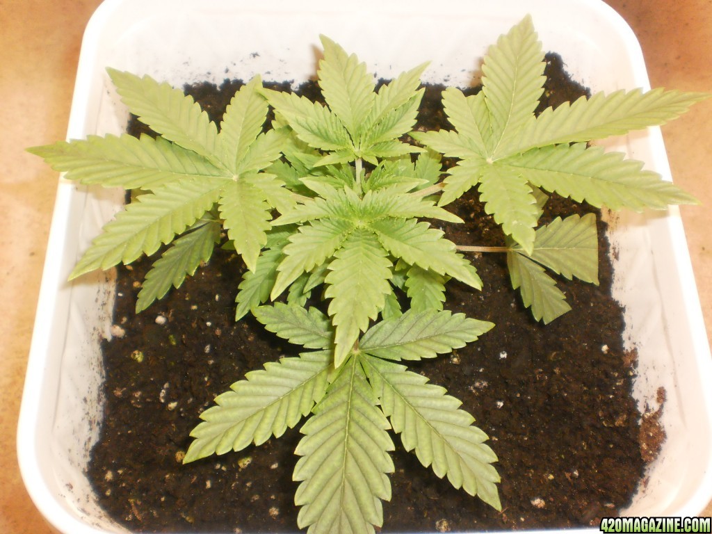 MG auto fem