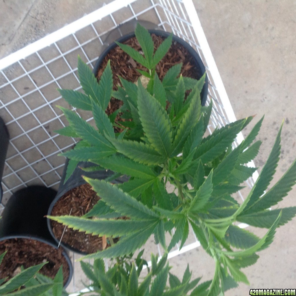 Mg deficiency?