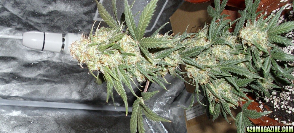 MI5 Auto Flower