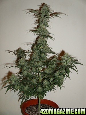 MI5 Auto Flower