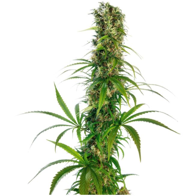 Michka - mostly Sativa cannabisseeds by Sensi Seeds