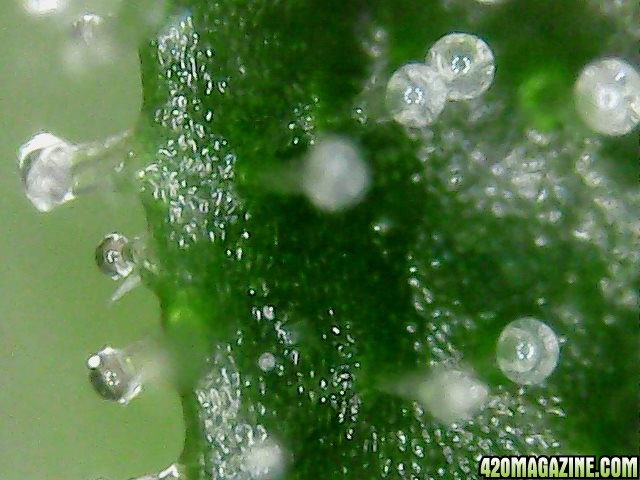 microscope off bertha trichs 500x