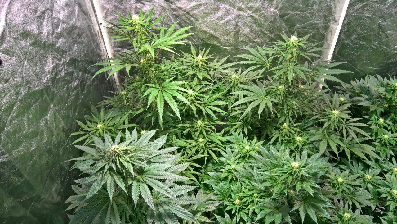 Mid Week 4 - multi strain