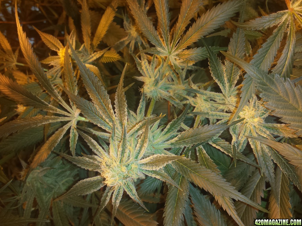 Mid week 6 flower