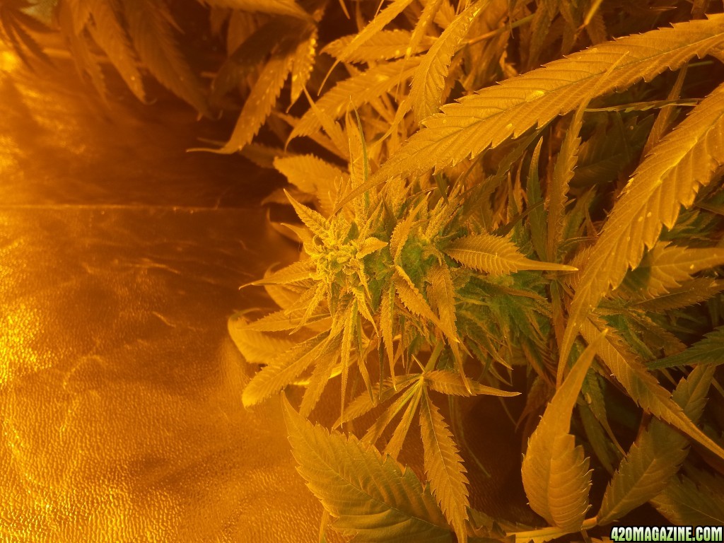 Mid week 6 flower