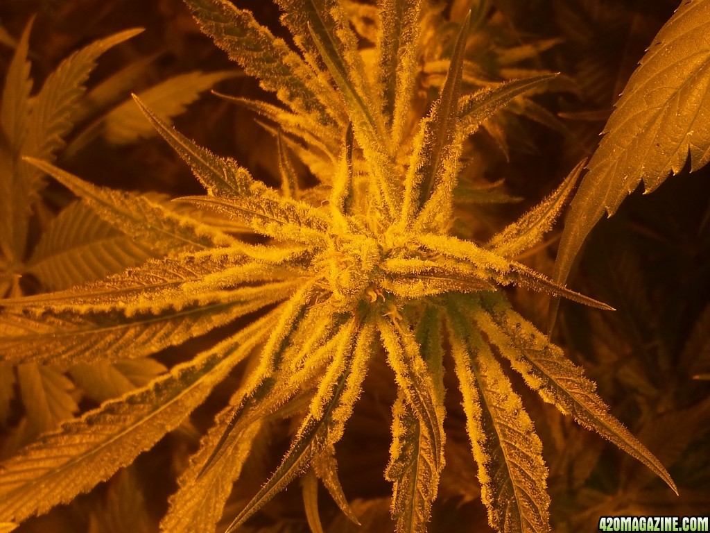 Mid week 6 flower