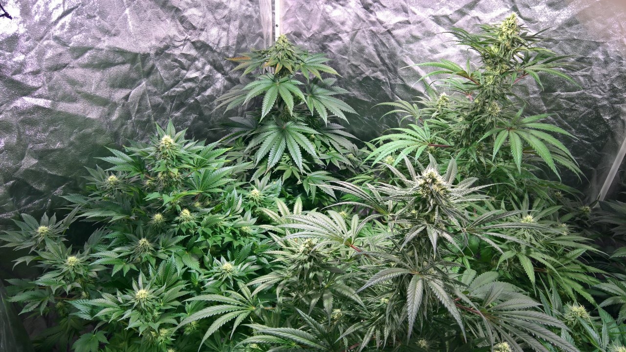 mid week 6 tent shot