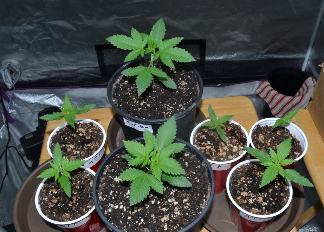 middle back copper chem front black dog and 4 atf and one mystery plant i think its a soul diesel