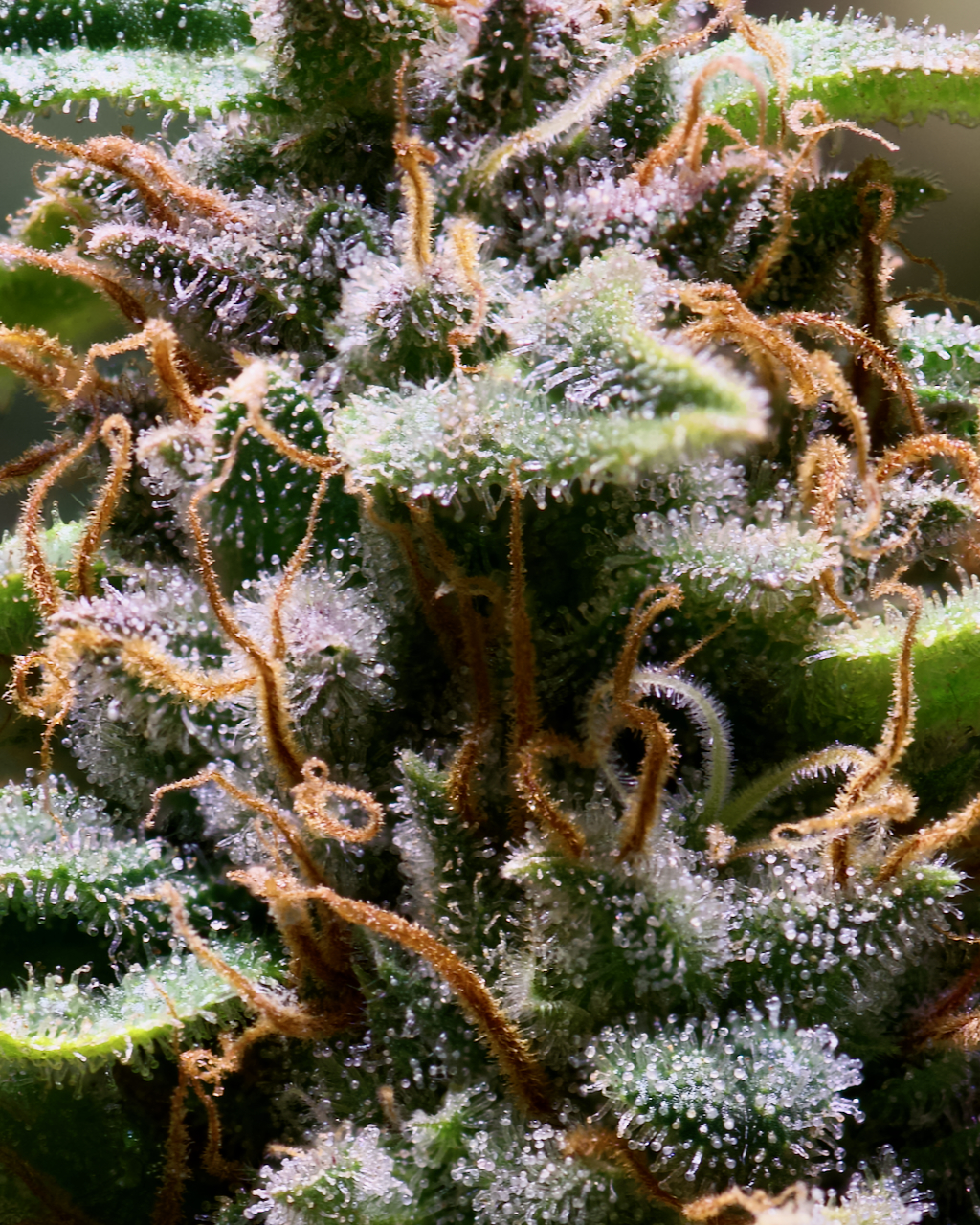 Midred, Harvest Day, Trichomes.jpeg