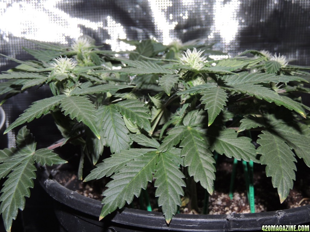 Mig-29 Auto Seeds