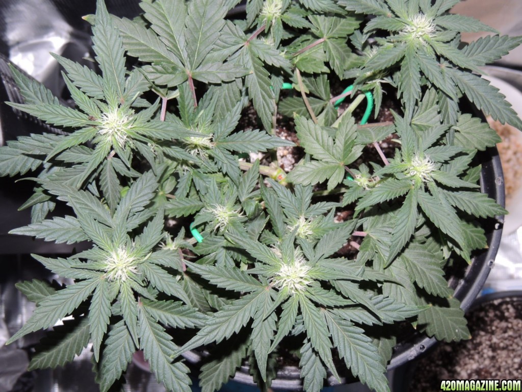 Mig-29 Auto Seeds