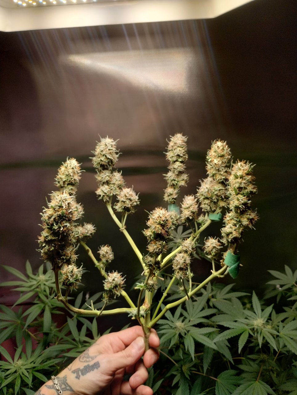 Milky Way F1 AUTO