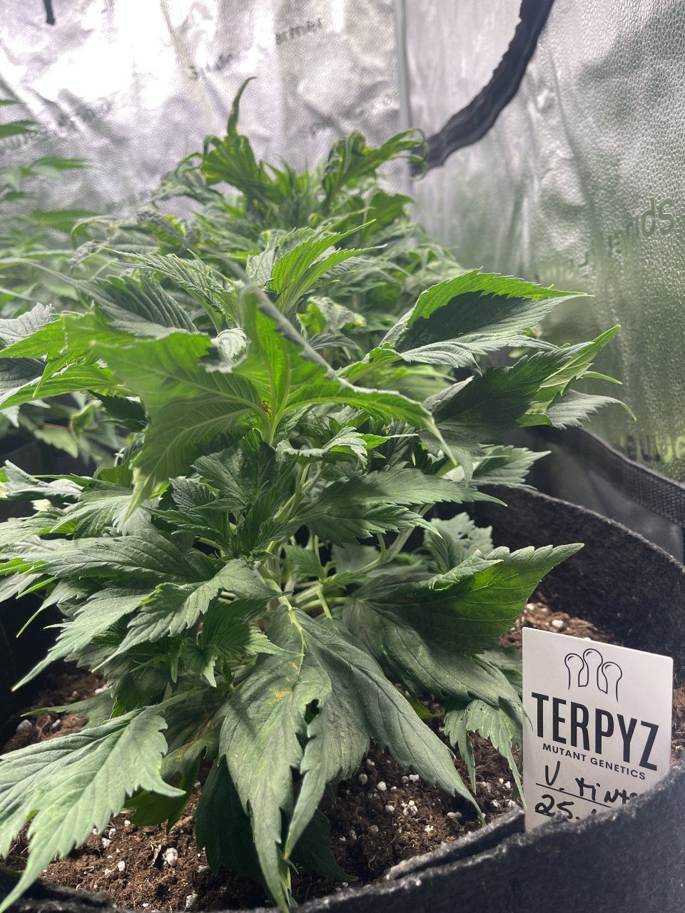 Mimikry Mutation - day 42 - top view