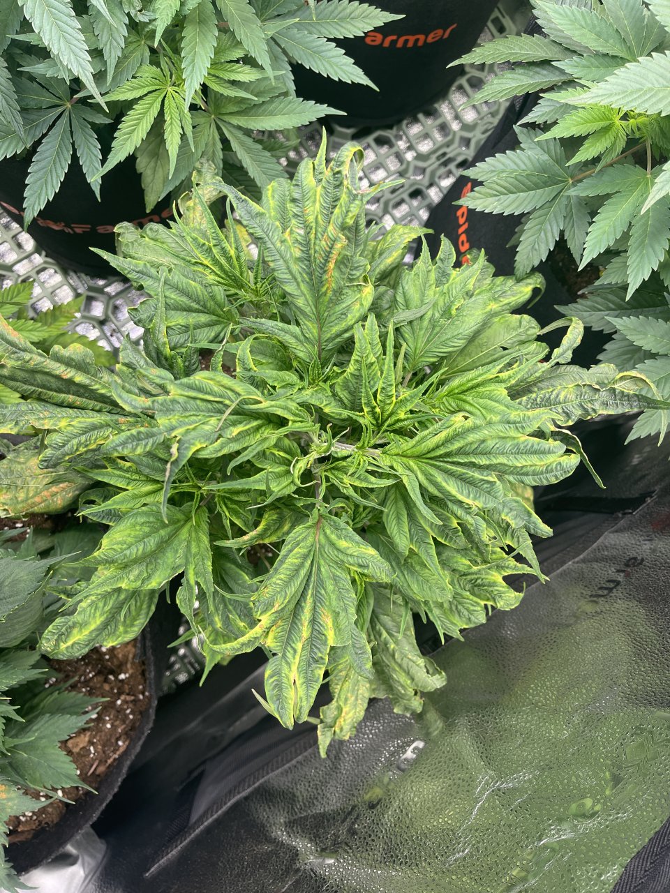 Mimikry Mutation - day 42 - top view