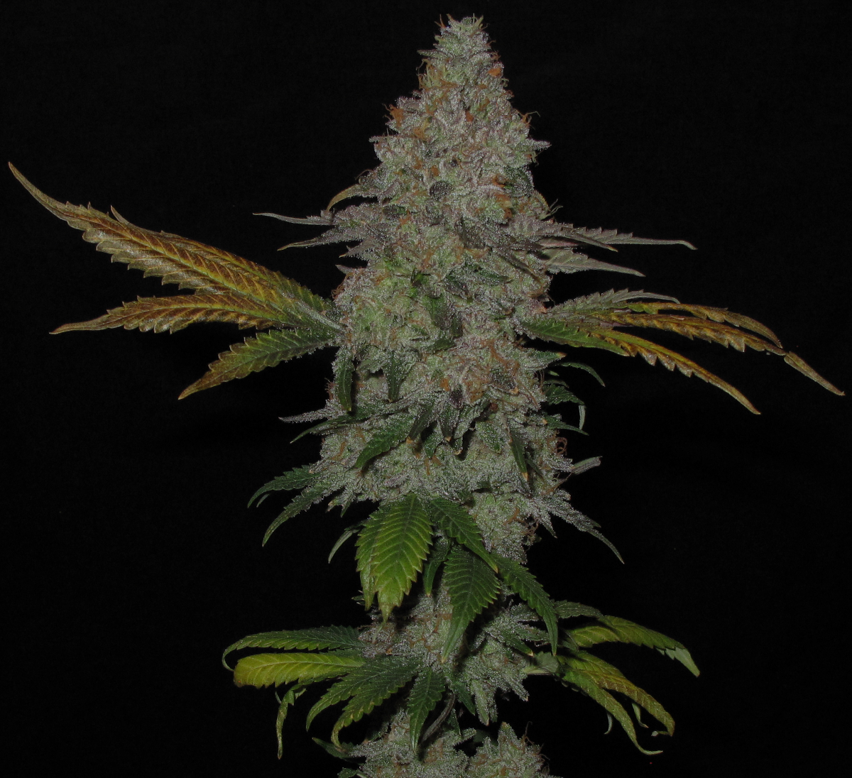 Mimosa cola1_1200w - Copy.png