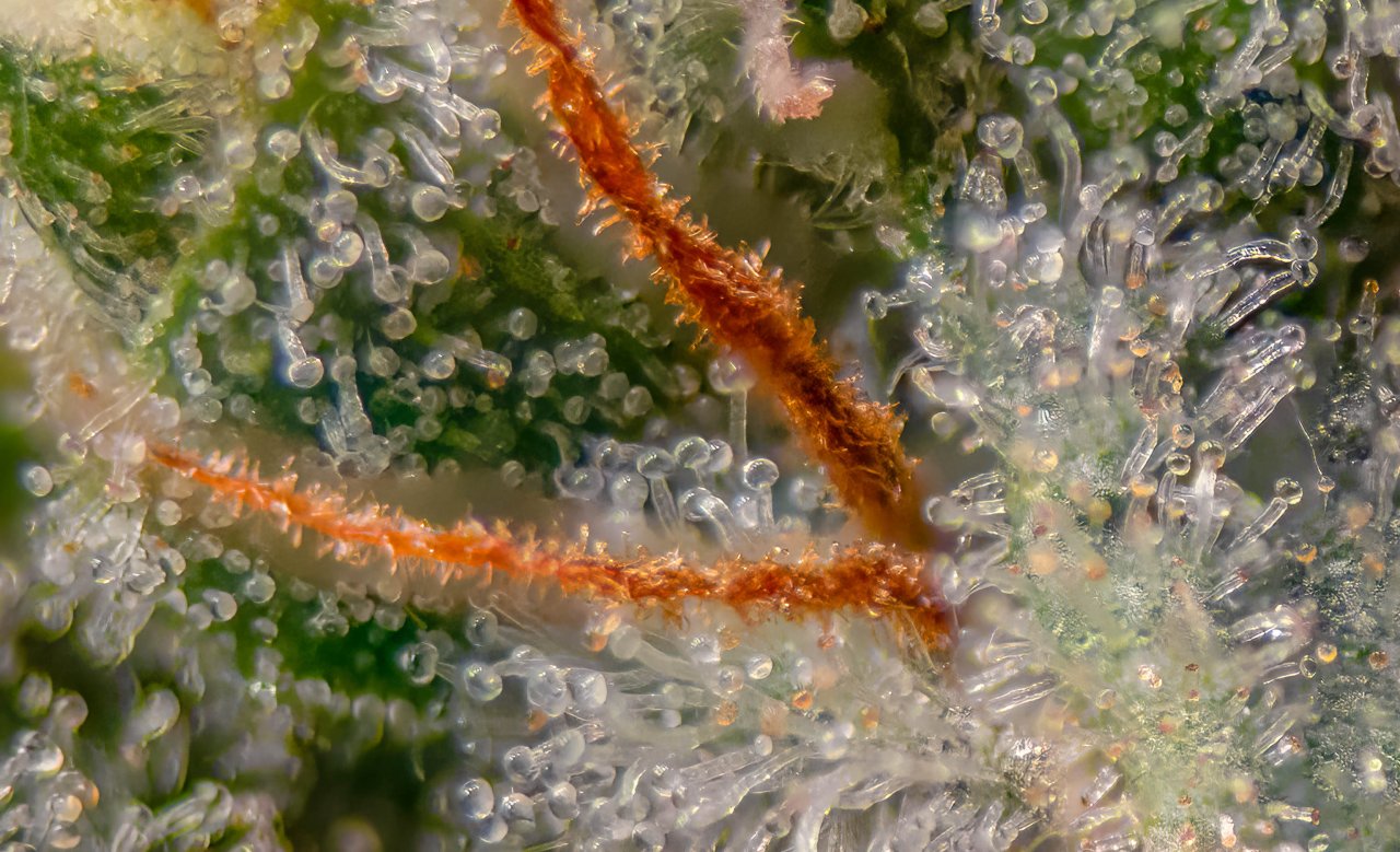 Mimosa EVO Trichomes Week 6-ish.jpg