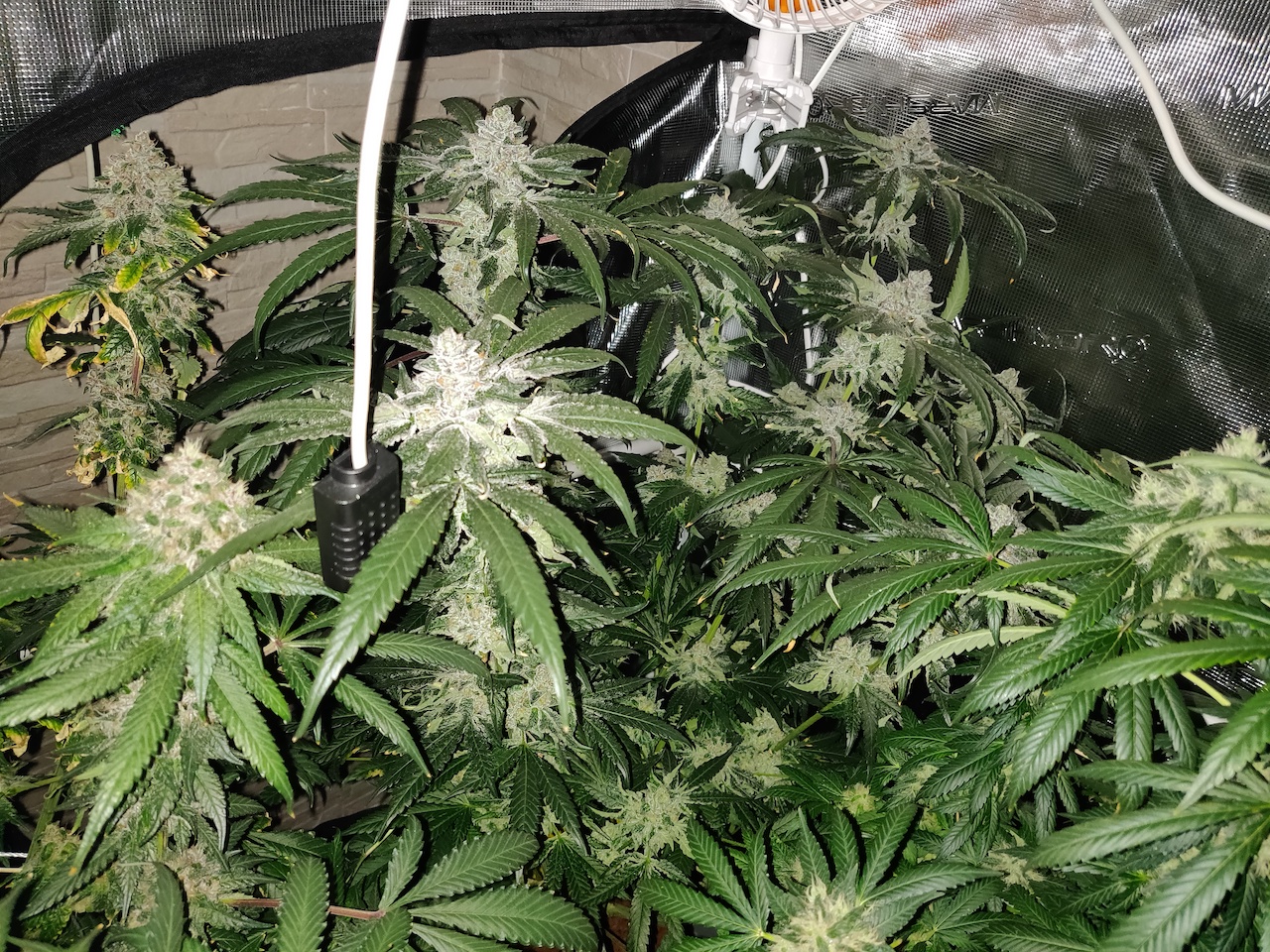 Mimosa x Orange Punch - Day 94 - 6.jpg