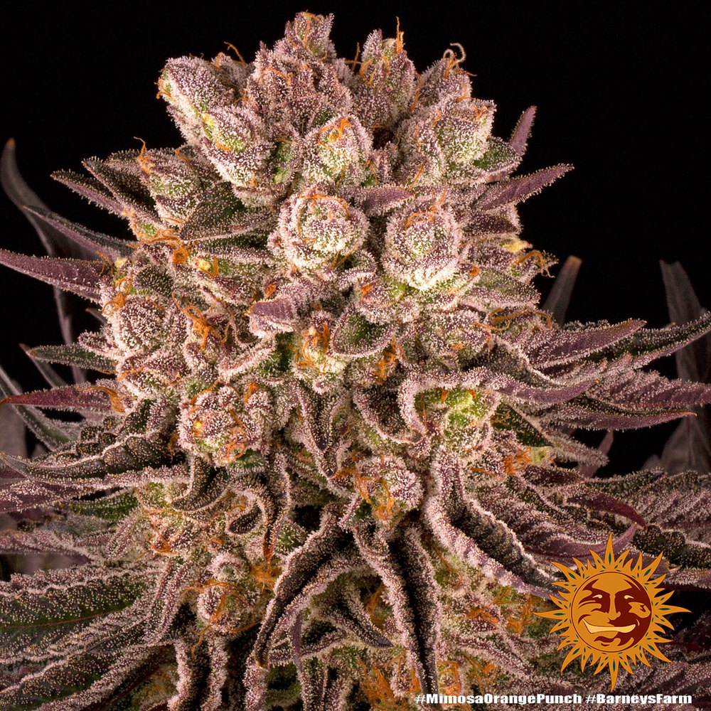 mimosa-x-orange-punch_2_244814.jpg