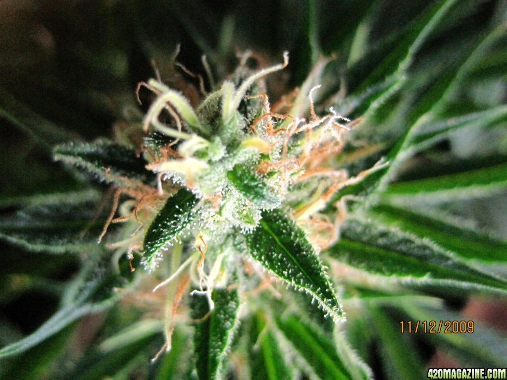 Mini bud on Jack Herer