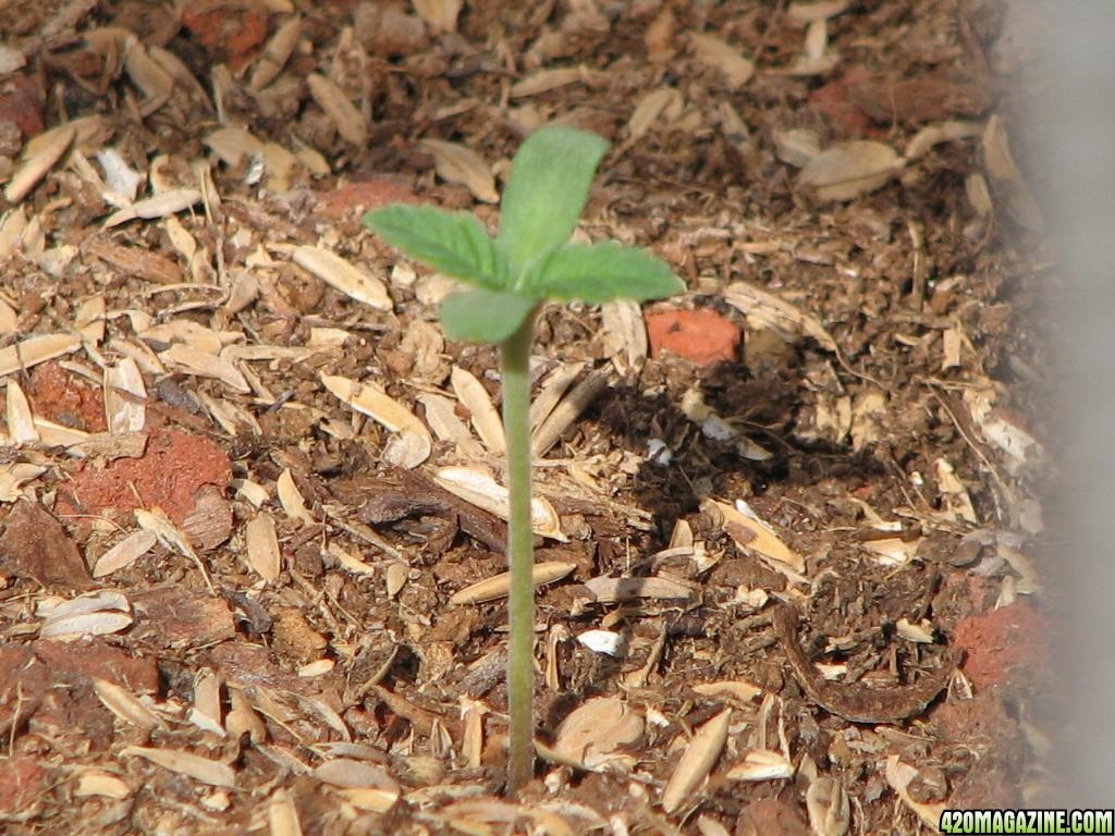 mini greenhouse grow 3 days