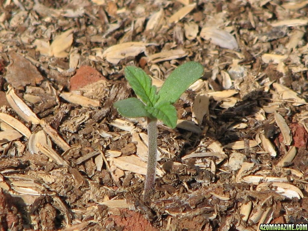 mini greenhouse grow 3 days